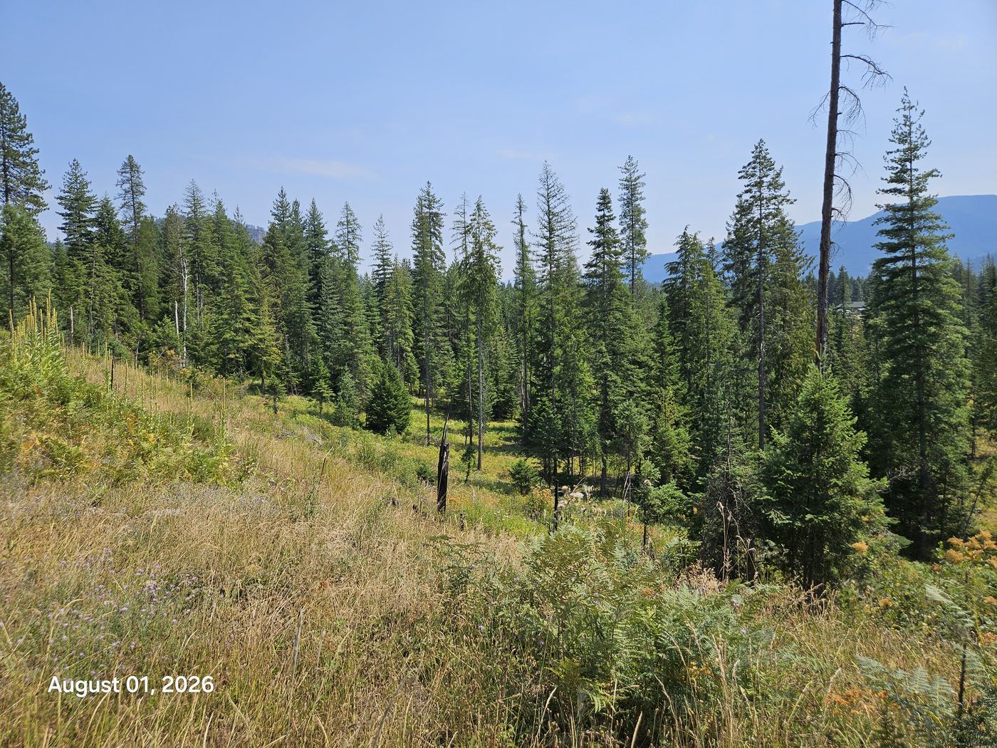 Before — wooded hillside