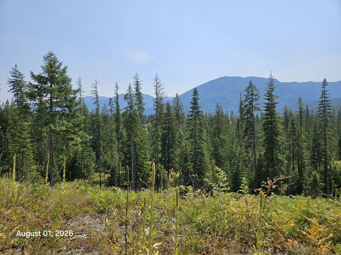 Before — dense forest and brush